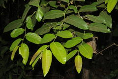 Glochidion zeylanicum